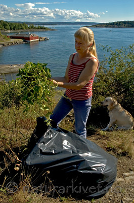 BB 05 0271 / Vincetoxicum rossicum / Russesvalerot